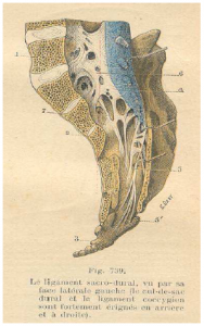 Photo INSERTIONS DE LA DURE-MERE SUR LE RACHIS Une anatomie redécouverte 2