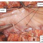 Photo INSERTIONS DE LA DURE-MERE SUR LE RACHIS Une anatomie redécouverte 26