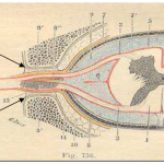 Photo INSERTIONS DE LA DURE-MERE SUR LE RACHIS Une anatomie redécouverte 3