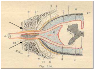 Photo INSERTIONS DE LA DURE-MERE SUR LE RACHIS Une anatomie redécouverte 3