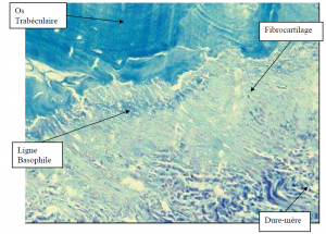 Photo INSERTIONS DE LA DURE-MERE SUR LE RACHIS Une anatomie redécouverte 33