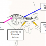 Photo INSERTIONS DE LA DURE-MERE SUR LE RACHIS Une anatomie redécouverte 35