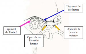 Photo INSERTIONS DE LA DURE-MERE SUR LE RACHIS Une anatomie redécouverte 35