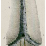 Photo INSERTIONS DE LA DURE-MERE SUR LE RACHIS Une anatomie redécouverte 36