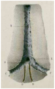 Photo INSERTIONS DE LA DURE-MERE SUR LE RACHIS Une anatomie redécouverte 36