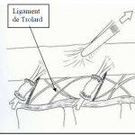 Photo INSERTIONS DE LA DURE-MERE SUR LE RACHIS Une anatomie redécouverte 37