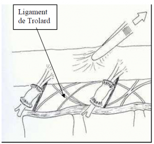 Photo INSERTIONS DE LA DURE-MERE SUR LE RACHIS Une anatomie redécouverte 37