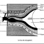 Photo INSERTIONS DE LA DURE-MERE SUR LE RACHIS Une anatomie redécouverte 38