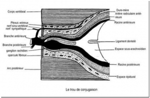 Photo INSERTIONS DE LA DURE-MERE SUR LE RACHIS Une anatomie redécouverte 38