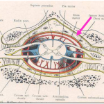 Photo INSERTIONS DE LA DURE-MERE SUR LE RACHIS Une anatomie redécouverte 39