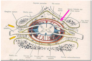 Photo INSERTIONS DE LA DURE-MERE SUR LE RACHIS Une anatomie redécouverte 39