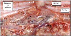 Photo INSERTIONS DE LA DURE-MERE SUR LE RACHIS Une anatomie redécouverte 6